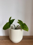 Syngonium 'MOTTLED' Syngonium podophyllum (Mojito) P10 Zroślicha