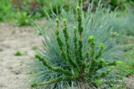 JAK KORALOWIEC Modrzew europejski 'Krejci Liliput' Larix decidua DUŻY PA