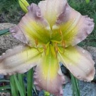 Liliowiec Regency Heights