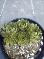 Rojnik 214 APOLLO'S FROG o zielonej barwie