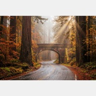 Jesień droga most las duże drzewa obraz płótno 55x80 mgła promienie słońca