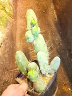 Kaktus Trichocereus bridgesii forma monstruosa peenis 6+gratisy + ogrzewacz