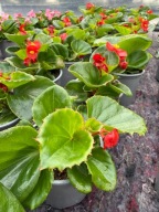 Begonia stałe kwitnąca ładna sadzonka czerwona