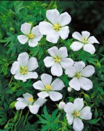 BODZISZEK BIAŁY efektowne białe kule ODPORNY I WYTRZYMAŁY sadzonki