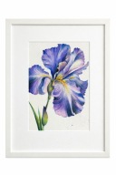 Akwarela irys w ramie