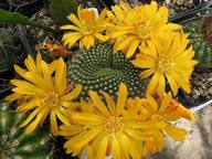 Kaktus ,Rebutia krainziana