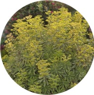 Wilczomlecz 'Ascot Petite '