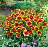 Gailardia pomarańczowy, żółty sadzonka w pojemniku 1l dwuletnia