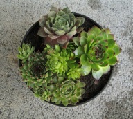 Rojnik - Sempervivum mix