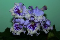 Skrętnik - DS - Crystal Lace - sadzonka