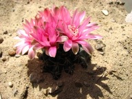 Kaktus ,Gymnocalycium baldianum