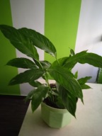 Spathiphyllum 'Domino' Skrzydłokwiat (Variegata)-duży