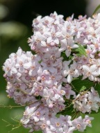 Żylistek mieszańcowy Pink-Pom-Pom'(deutzia hybrida) C2 20/30cm