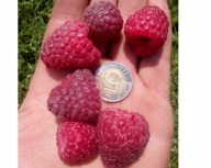 Sadzonki malin, malina, maliny jesienne POLESIE