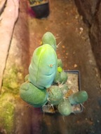 Kaktus Trichocereus bridgesii forma monstruosa peenis 3+gratisy + ogrzewacz