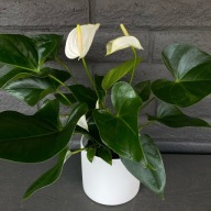 Anthurium anturium andreanum 'White' Białe SADZONKA 35 cm