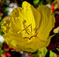 Wiesiołek czworokątny, bylina