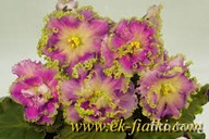 Fiołek afrykański #EK-Zhivaya Raduga #Liść