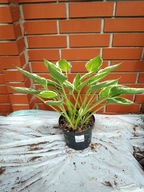 Hosta "Francee" funkia ogrodowa XXL
