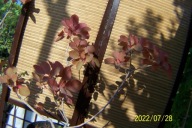 Perukowiec karłowy płaski ekranowy na taras inny