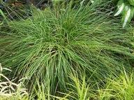 Turzyca Gwiazdkowata P9 n o w o ś ć