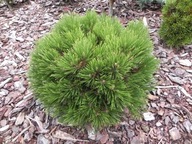 NOWA MINIATURKA Sosna bośniacka 'Luna' Pinus leucodermis, heldreichii