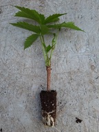 WINOBLUSZCZ pięciolistkowy dzikie wino BLUSZCZ pnącze