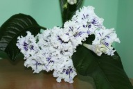 Skrętnik - Dem -125 - sadzonka