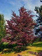 Buk 'Tricolor' (fagus salvatica) C5 20/30cm