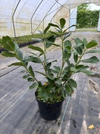 Laurowiśnia wschodnia 'Novita' 50 cm - doniczka 5L- ZIMOZIELONA