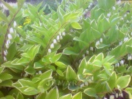 Kokoryczka biały sadzonka goły korzeń