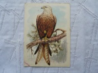 KANIA RUDA PTAKI PRAWNIE CHRONIONE .. ,,, ...