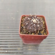 *KAKTUSY* GYMNOCALYCIUM PLATYGONUM - LB 1161