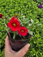 Million Bells Pocket Red