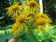 Oman wielki - 50 nasion