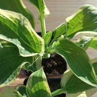 Funkia średnia Hosta "Wide Brim"