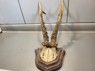 STARE POROŻE PAROSTKI = KOZIOŁEK =