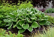 Funkia "FRANCEE" Hosta sadzonka