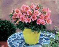 Alstromeria Alstroemeria aurosa Theresa