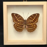 Motyl w gablotce Lexias Pardalis