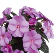 Niecierpek NG Impatiens Magnifico Star Lavender KWIATY DO PÓŁCIENIA