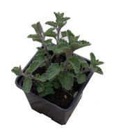 Kocimiętka zestaw 50 szt fiolet Nepeta miododajna