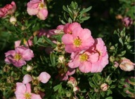 PIĘCIORNIK PINK RÓŻOWY łatwy w uprawie