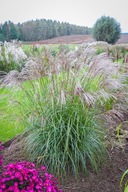 Miskant chiński Cindy - doda uroku w każdym ogrodzie