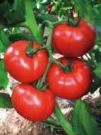 Pomidor Cemilia F1 - nasiona jakości premium - holenderskie 10szt ***
