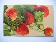 MARTWA NATURA TRUSKAWKI przedwojenna POCZTÓWKA