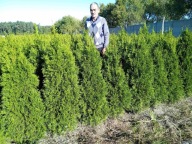 Tuja Smaragd 110-120cm