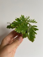 Selaginella sp. Green widliczka do paludarium