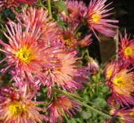 CHRYZANTEMA ZIMUJĄCA ### ALEX czerwony ####