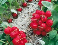 Rzodkiewka Rondar nasiona holenderskie 2g